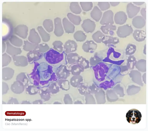 Exemplo de morfologia — Hepatozoon spp. em Cão